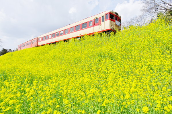 一面の菜の花 いすみ鉄道 気ままに