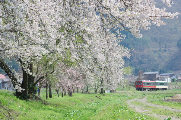 桜、会津鉄道 2: 気ままに！