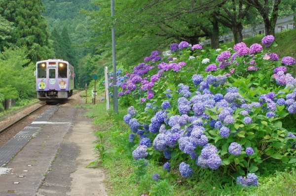 あじさい〜会津鉄道
