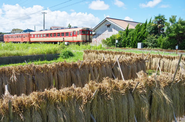 稲の天日干し〜いすみ鉄道