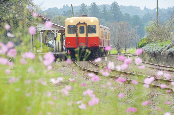 コスモス〜小湊鉄道