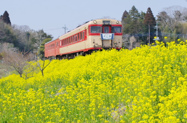 いすみ鉄道〜菜の花