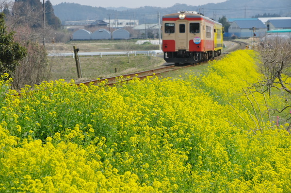 いすみ鉄道〜菜の花