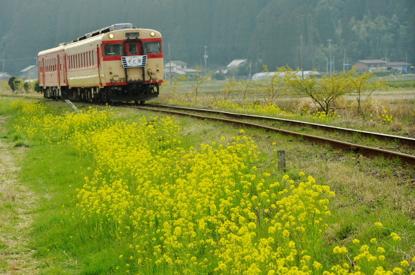 いすみ鉄道〜菜の花