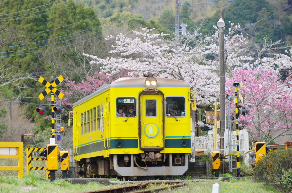 桜〜いすみ鉄道