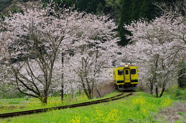 桜〜いすみ鉄道