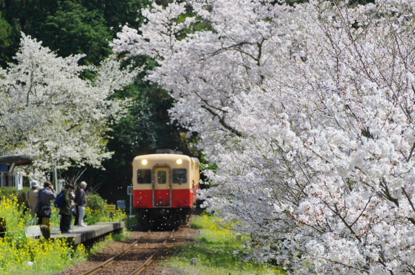 飯給駅の桜