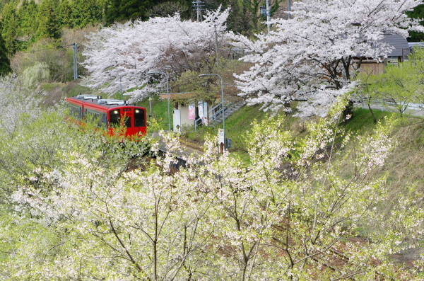 会津鉄道に乗って桜見物