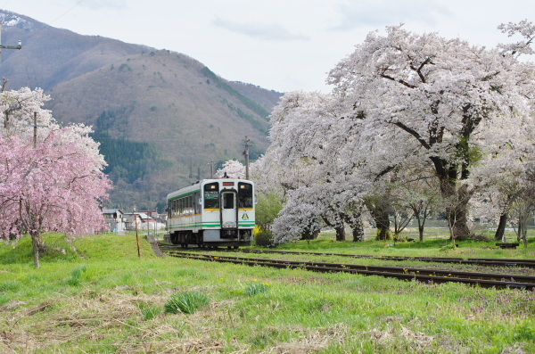 会津鉄道に乗って桜見物