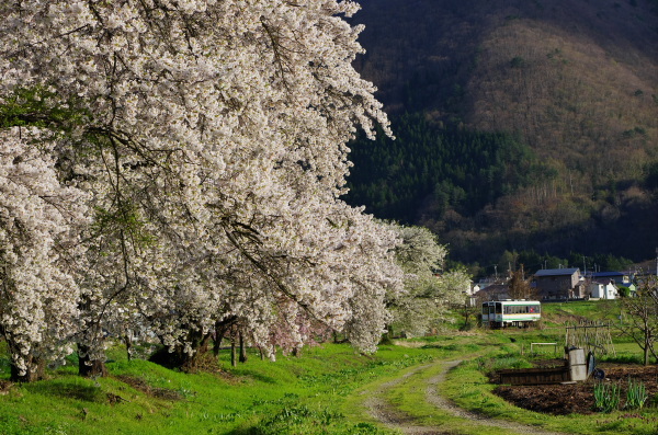 会津鉄道に乗って桜見物