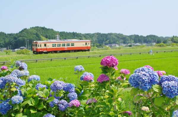 紫陽花〜いすみ鉄道