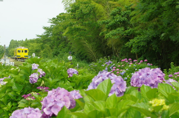 紫陽花〜いすみ鉄道