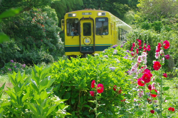 紫陽花〜いすみ鉄道