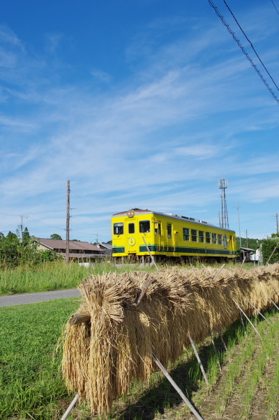 稲刈りの季節〜いすみ鉄道