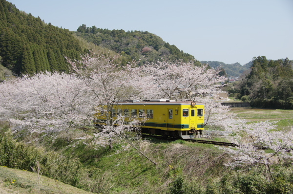 いすみ鉄道・桜