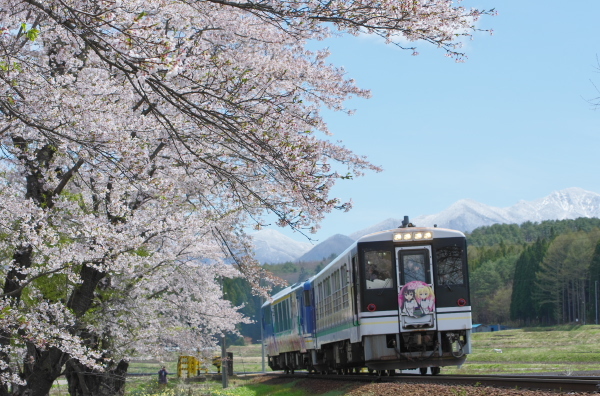 会津鉄道・桜