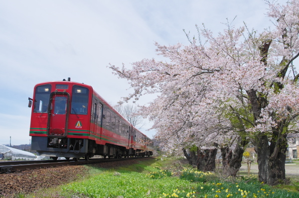 会津鉄道・桜