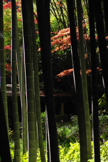 鎌倉 報国寺